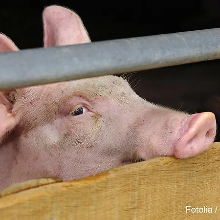 Lindenhof Hahn Apartment *