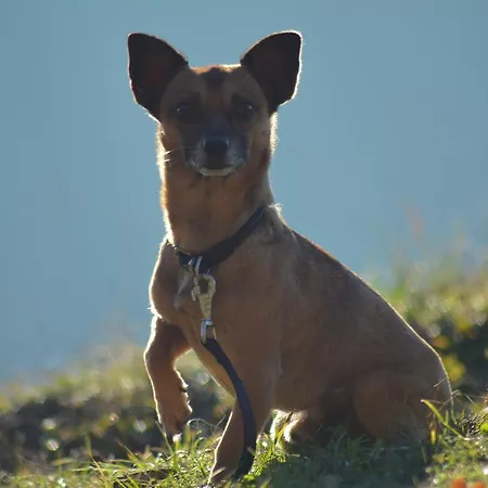Διαμέρισμα Lindenhof Hahn