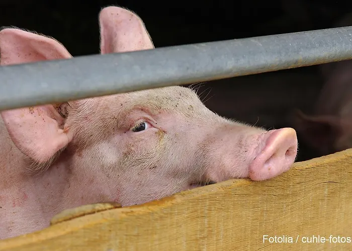 Lindenhof Hahn Apartamento *