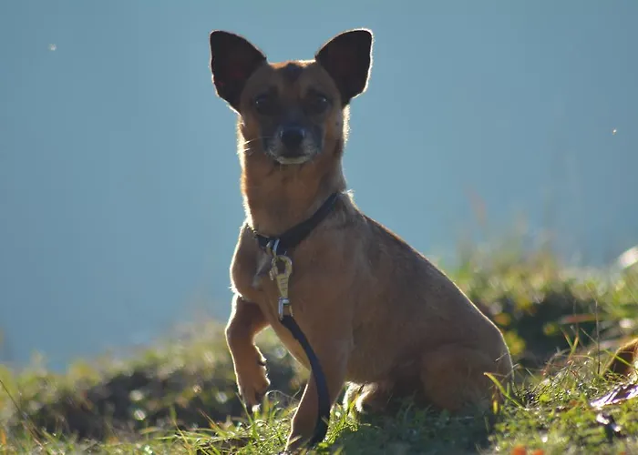 Apartamento Lindenhof Hahn